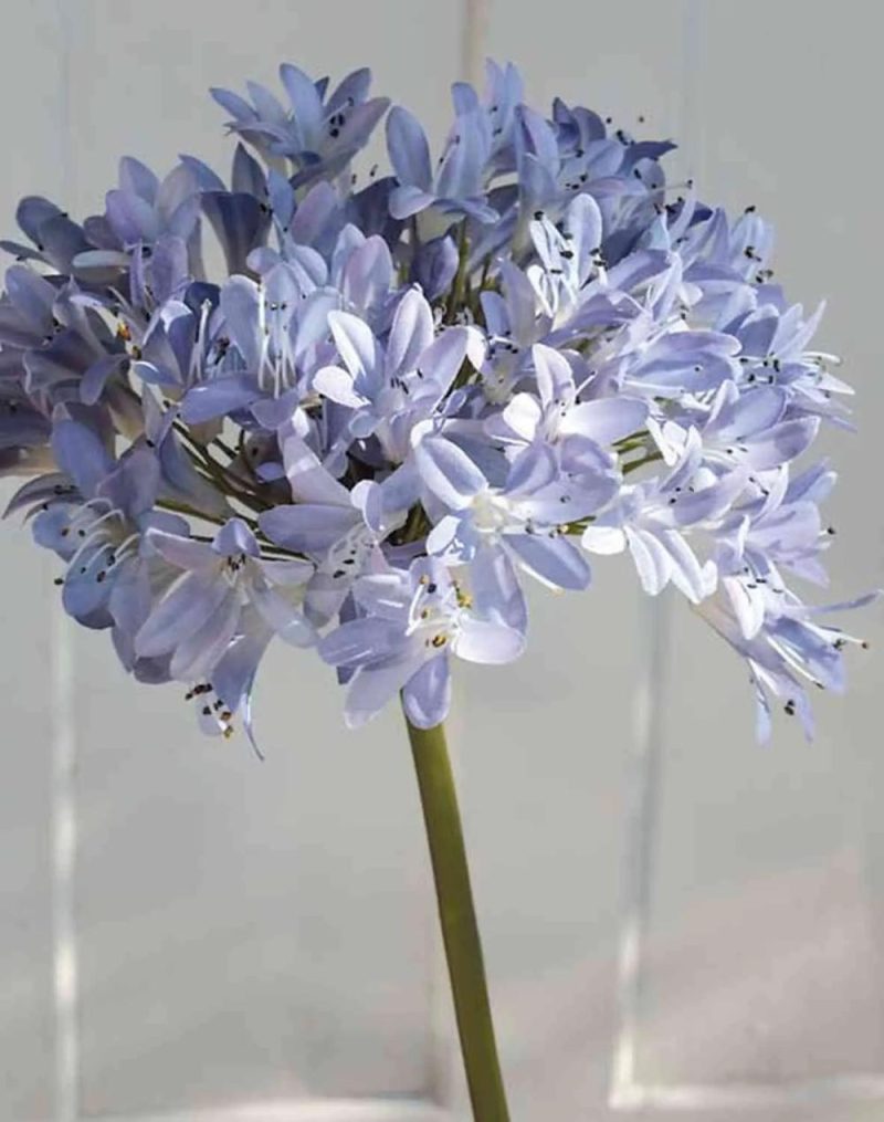 Agapanthus | Artificial Agapanthus Akali, Blue-Purple, 3Ft/100Cm Agapanthus Agapanthus