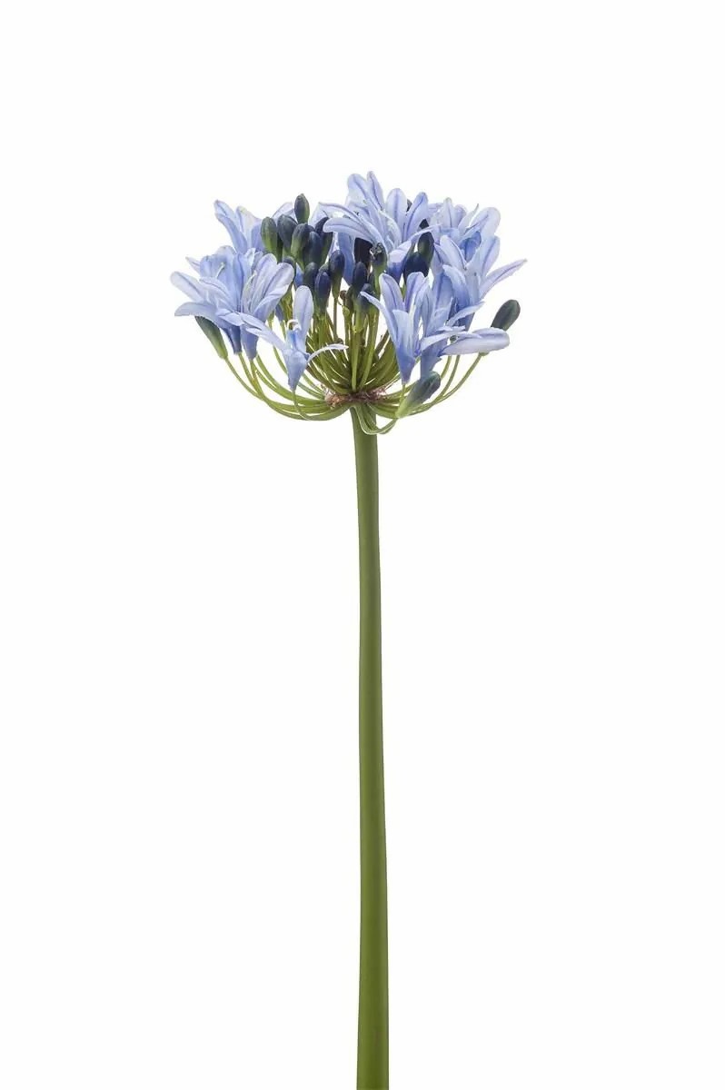 Agapanthus | Decorative Flower Agapanthus Lakin, Light Blue, 28"/70Cm Agapanthus Agapanthus