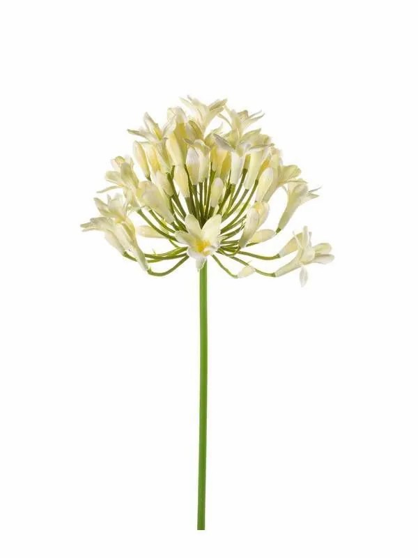 Agapanthus | Fake Agapanthus Philina, Cream, 30"/75Cm, Ø5.5"/14Cm Agapanthus Agapanthus