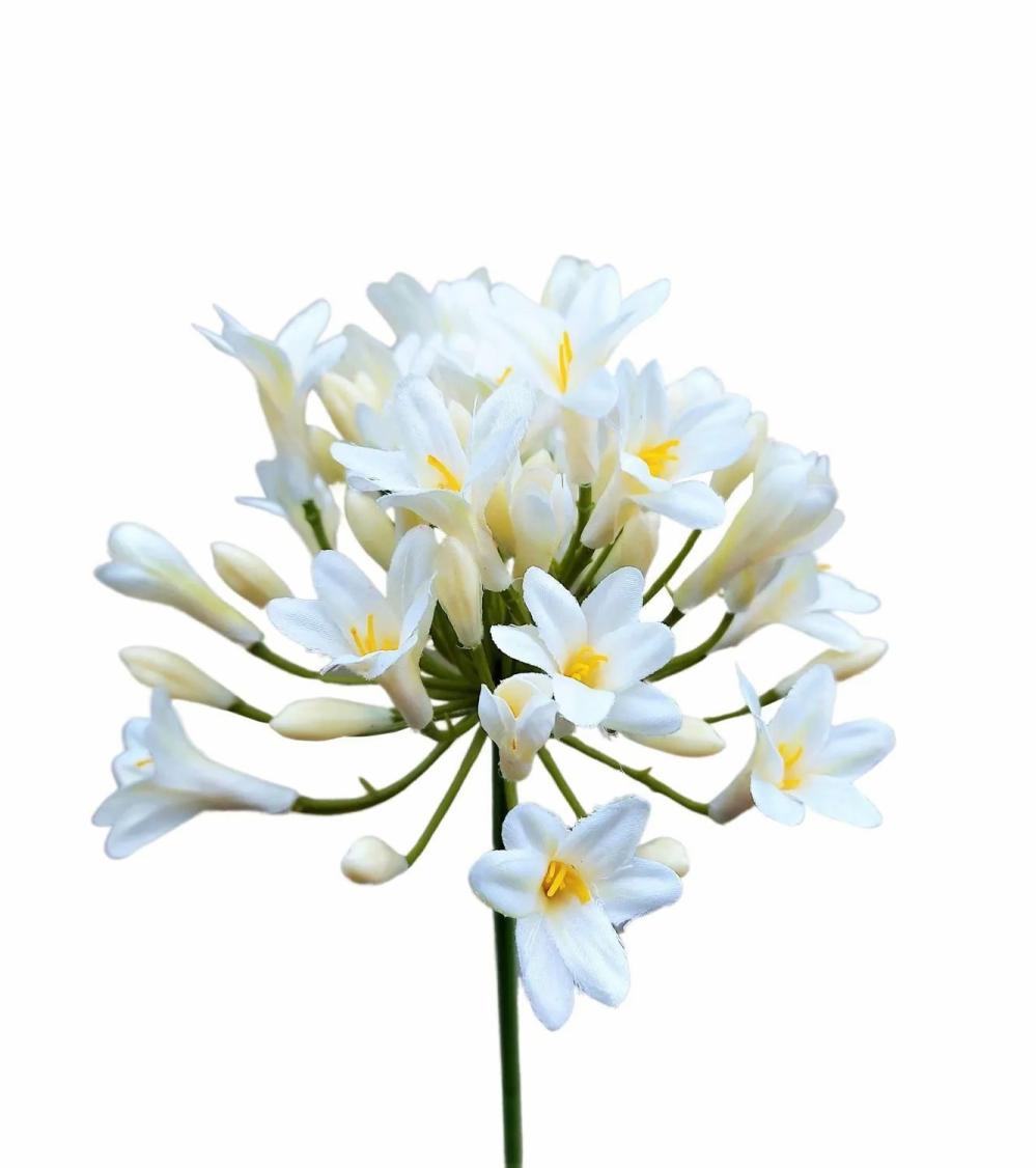 Agapanthus | Plastic Flower Agapanthus Omolon, Cream, 30"/75Cm Agapanthus Agapanthus