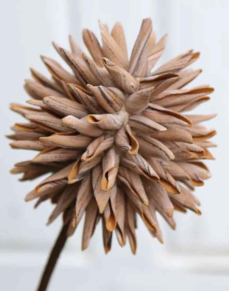 Allium | Artificial Allium Chirara, Brown, 3Ft/95Cm, Ø3.9"/10Cm Allium Allium