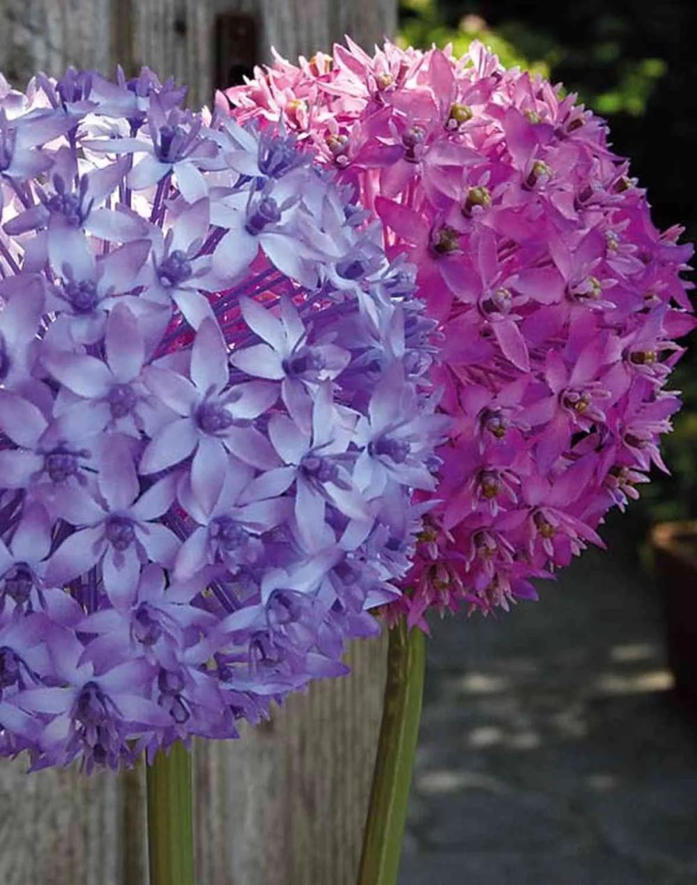 Allium | Artificial Allium Flower Liecha, Purple, 31"/80Cm, Ø5.5"/14Cm Allium Allium