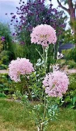 Allium | Artificial Ornamental Leek Branch Smiljan, Light Pink, 31"/80Cm Allium Allium