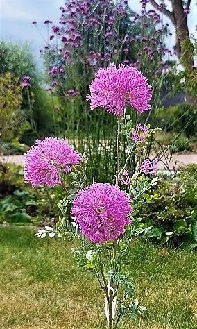 Allium | Artificial Ornamental Leek Branch Smiljan, Pink, 31"/80Cm Allium Allium