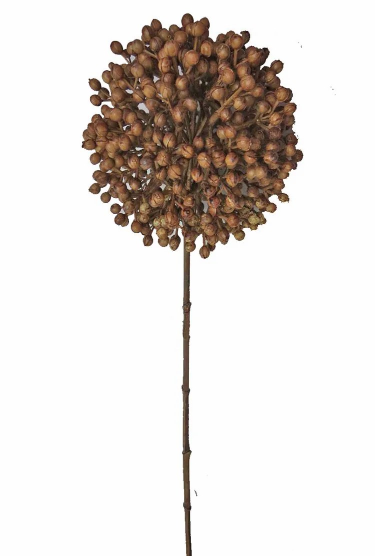 Allium | Fake Allium Bocelli, Brown, 28"/70 Cm, Ø 5.5"/14 Cm Allium Allium