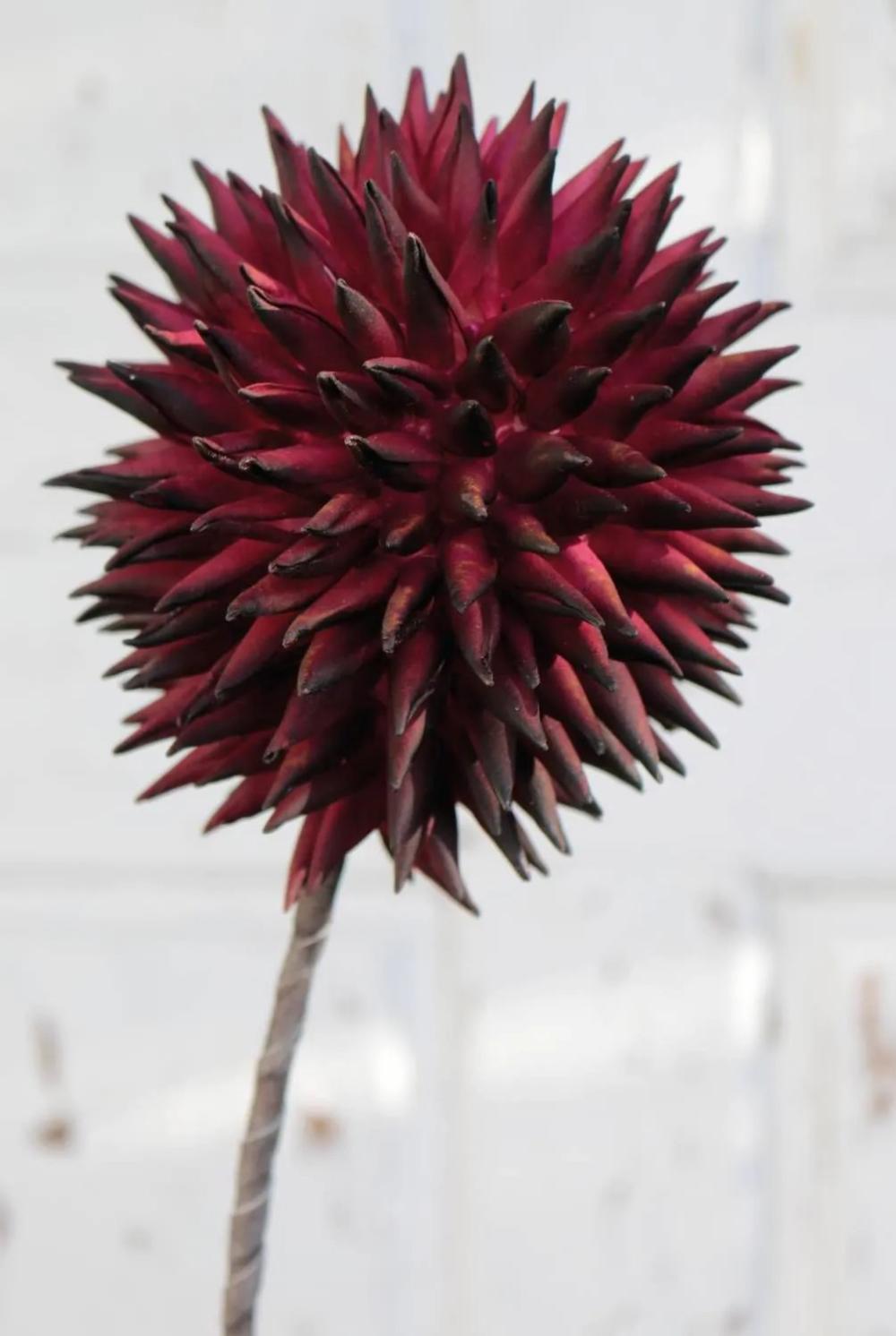 Allium | Fake Ornamental Leek Meral, Burgundy, 31"/80Cm, Ø5.5"/14Cm Allium Allium