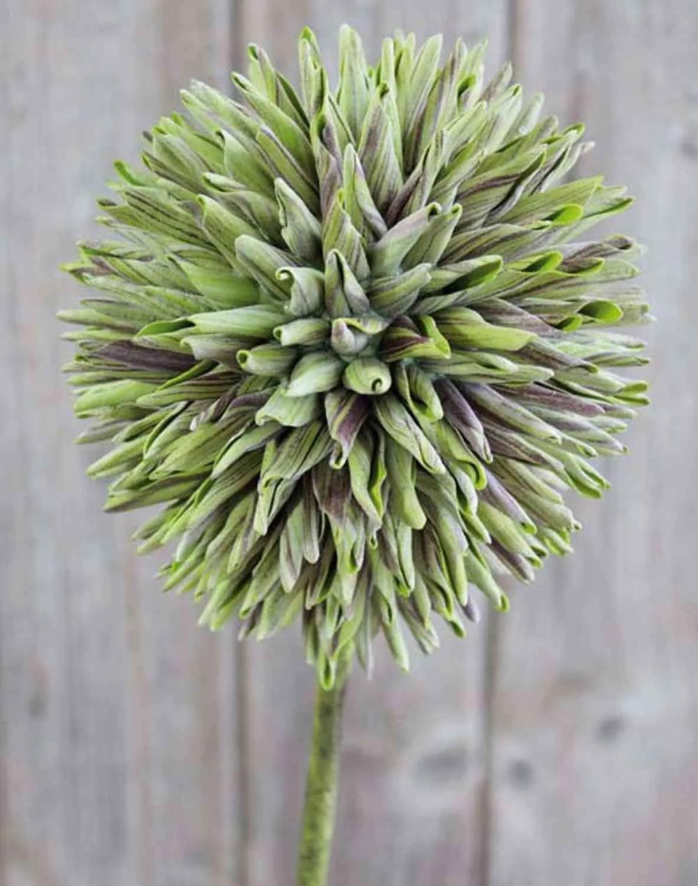 Allium | Fake Ornamental Leek Meral, Green, 31"/80Cm, Ø5.5"/14Cm Allium Allium