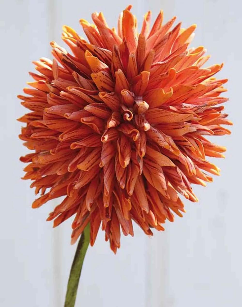 Allium | Fake Ornamental Leek Meral, Orange, 31"/80Cm, Ø5.5"/14Cm Allium Allium