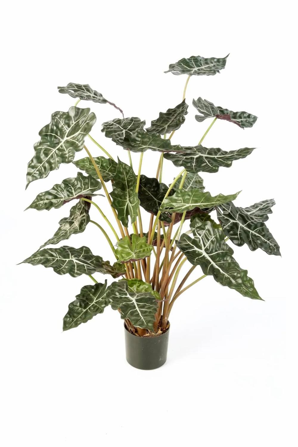 Alocasia | Artificial Alocasia Sanderiana Shiva, Green-White, 4Ft/110Cm Alocasia Alocasia