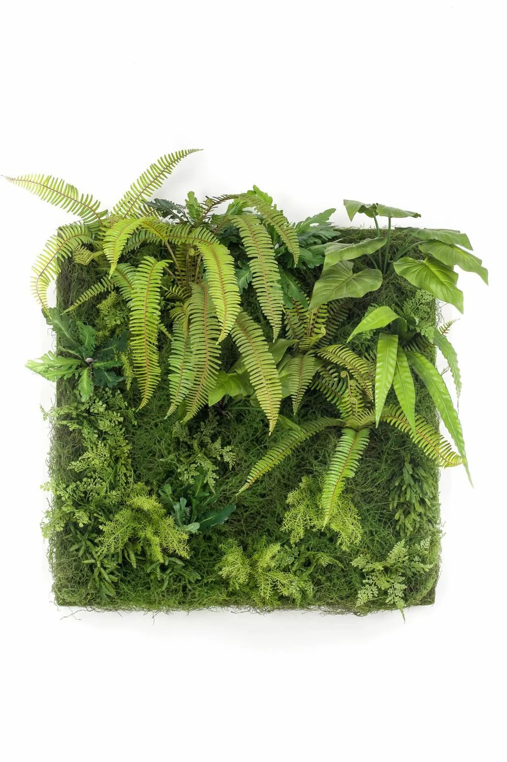 Alocasia | Artificial Fern Alocasia Hedge / Mat Altere Green, 3Ftx3Ft/100X100Cm Alocasia Alocasia