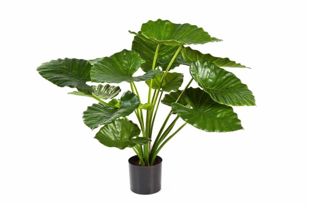 Alocasia | Fake Alocasia Calidora Saloni, Green, 30"/75Cm Alocasia Alocasia