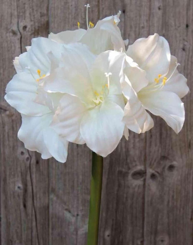 Amaryllis | Artificial Amaryllis Daggi, White, 28"/70Cm, Ø4.3"-7.1"/11-18Cm Amaryllis Amaryllis