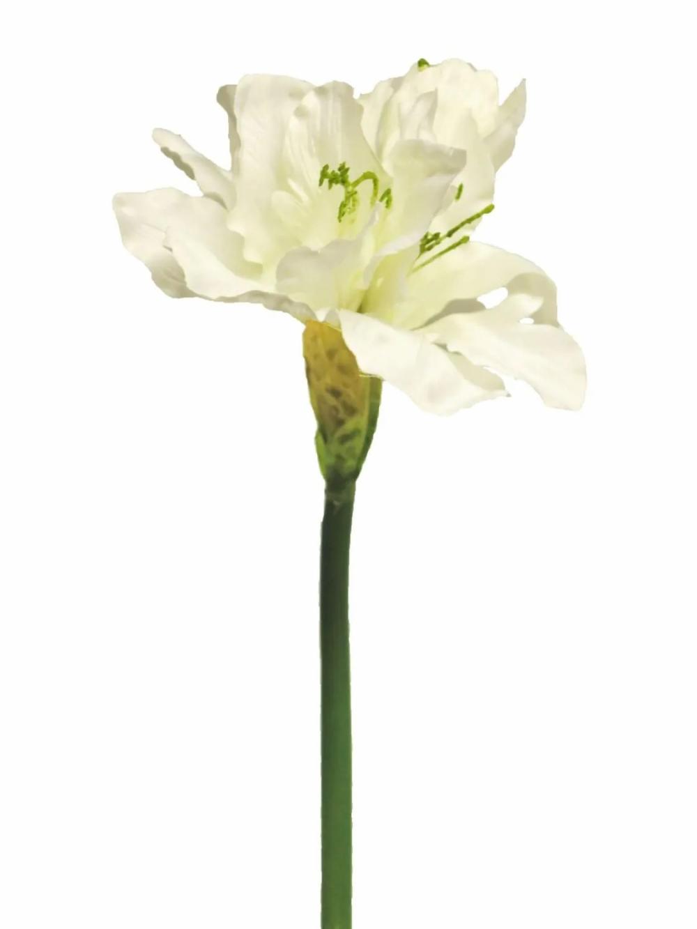 Amaryllis | Artificial Amaryllis Hejia, Cream, 24"/60Cm Amaryllis Amaryllis