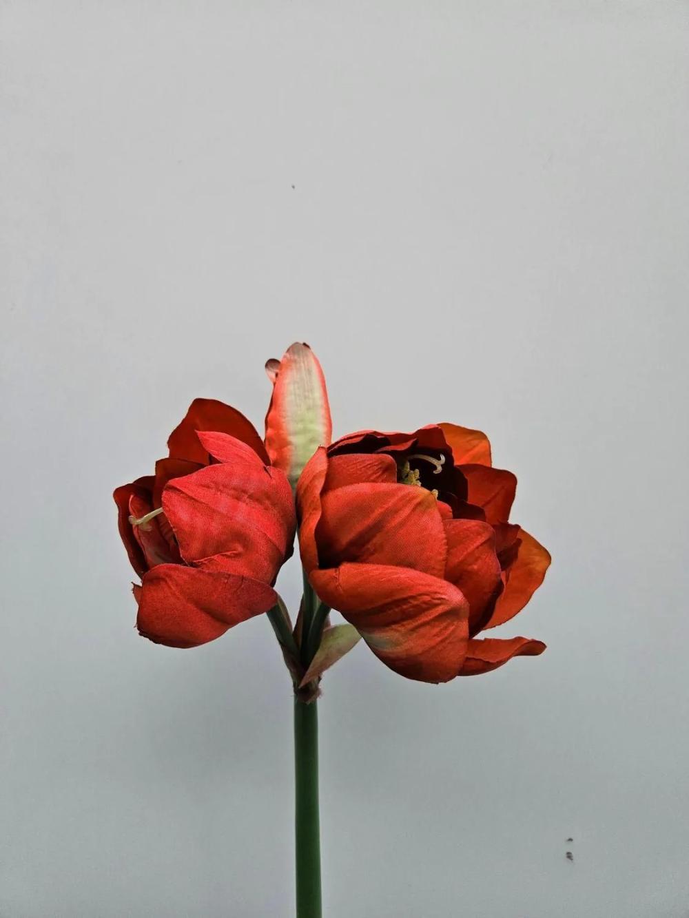 Amaryllis | Artificial Amaryllis Maurine, Red, 31"/80Cm Amaryllis Amaryllis