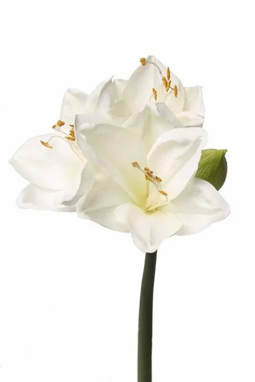 Amaryllis | Artificial Amaryllis Spray Benita, White, 22"/55Cm, Ø4"/10Cm Amaryllis Amaryllis