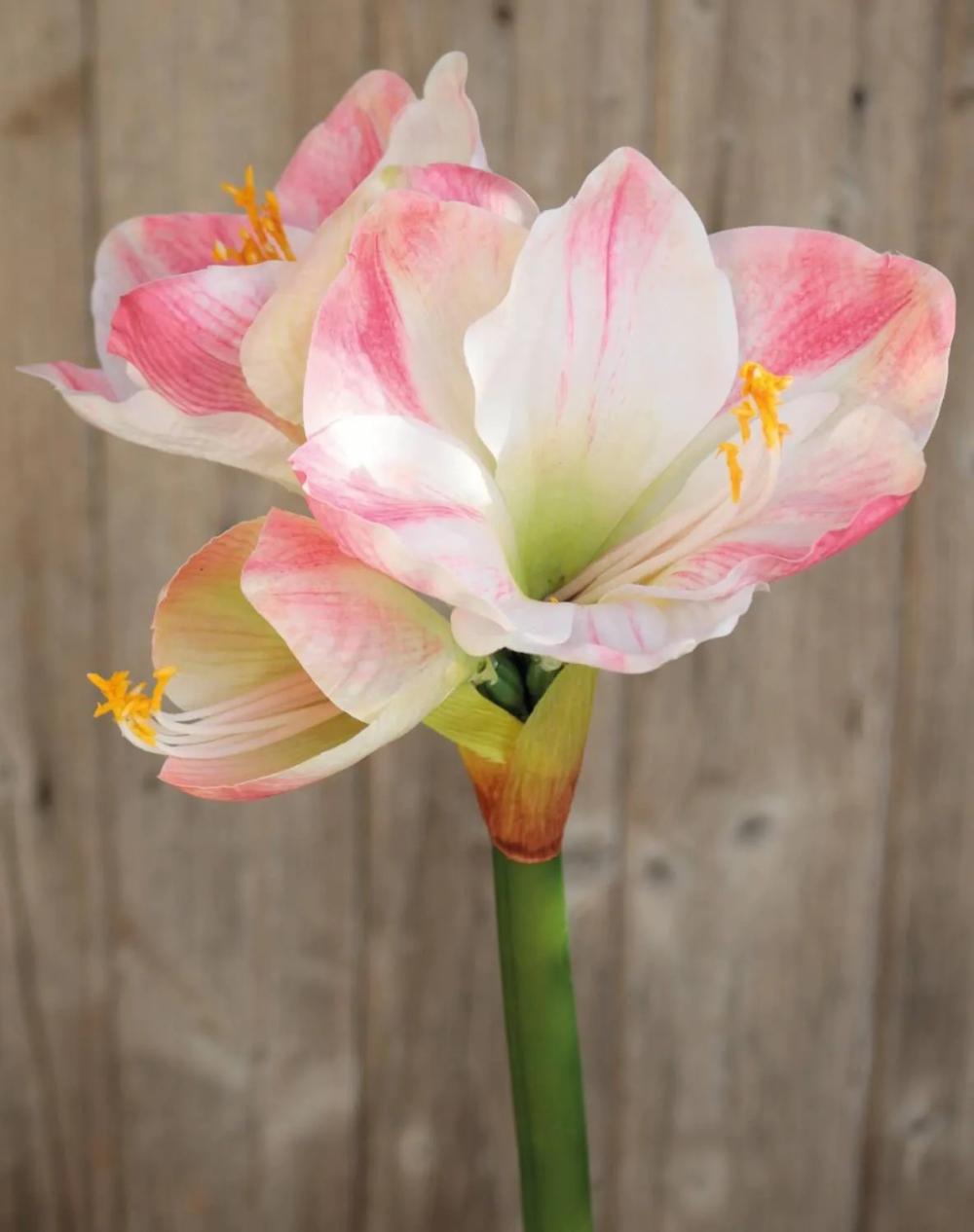 Amaryllis | Artificial Amaryllis Yolante, Pink-White, 28"/70Cm, Ø9"/23Cm Amaryllis Amaryllis