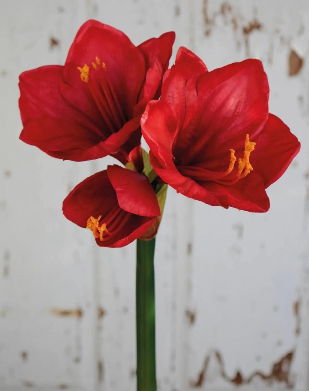 Amaryllis | Artificial Amaryllis Yolante, Red, 28"/70Cm, Ø9"/23Cm Artificial Flowers Amaryllis