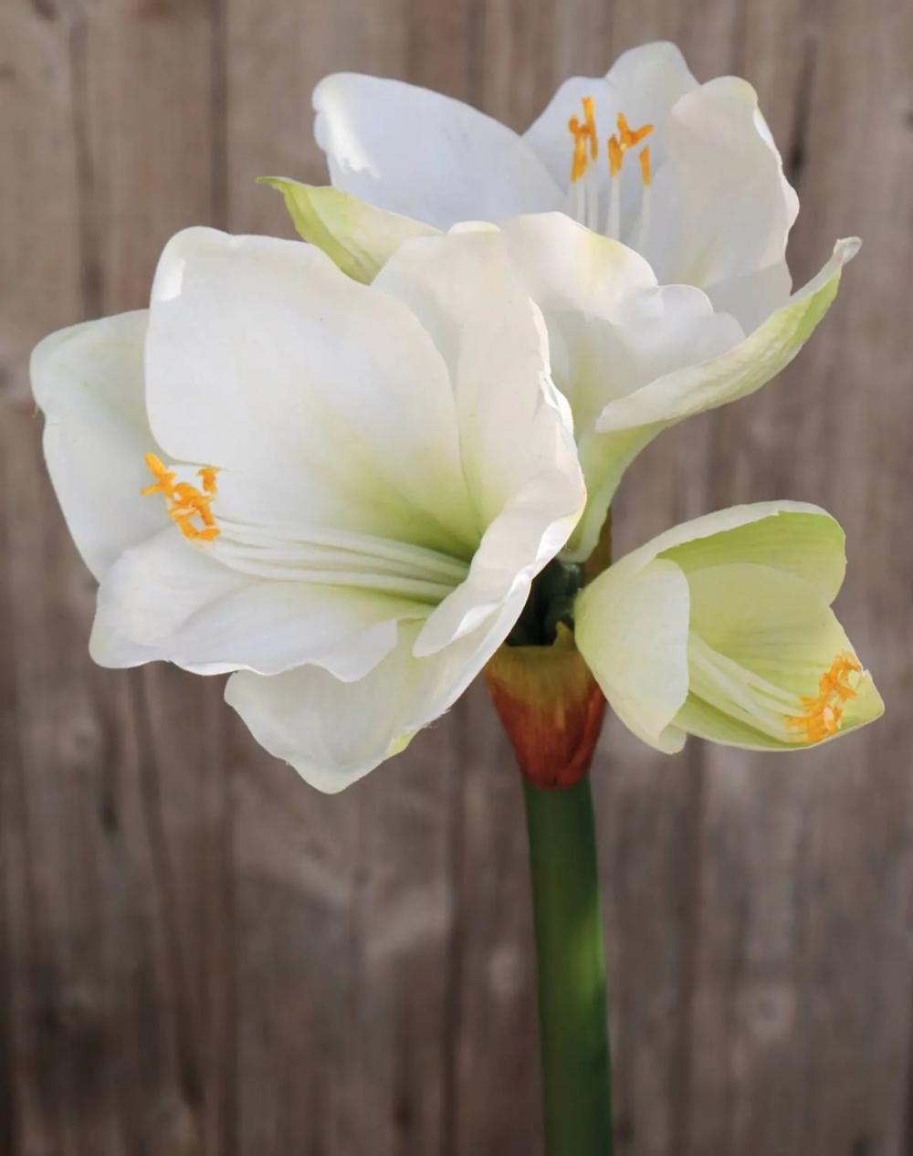 Amaryllis | Artificial Amaryllis Yolante, White-Green, 28"/70Cm, Ø9"/23Cm Amaryllis Amaryllis