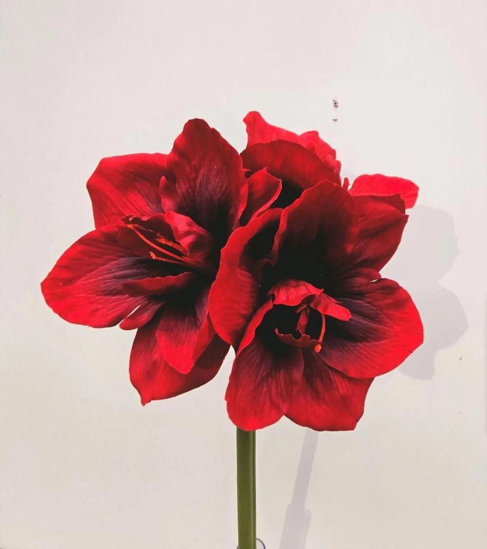 Amaryllis | Decorative Amaryllis Markuno, Burgundy Red, 24"/60Cm Amaryllis Amaryllis