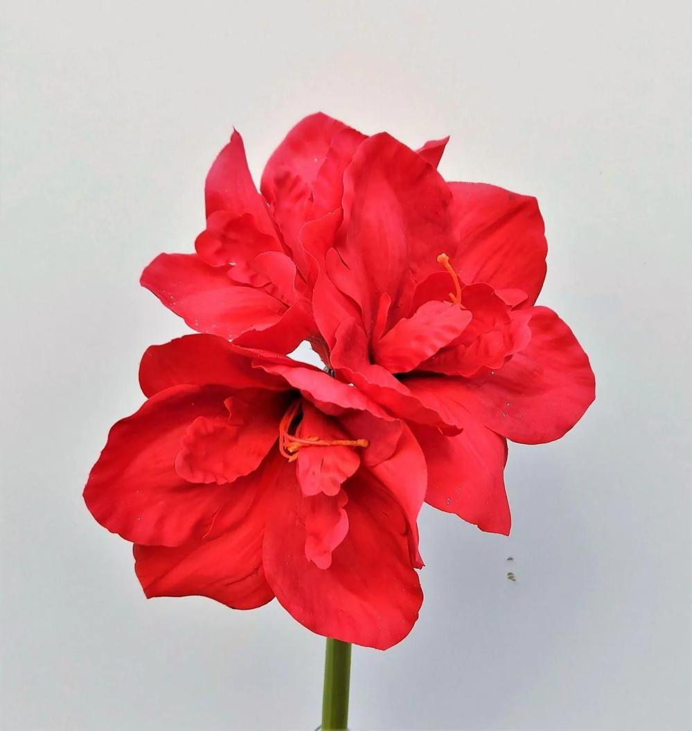 Amaryllis | Decorative Amaryllis Markuno, Red, 24"/60Cm Amaryllis Amaryllis