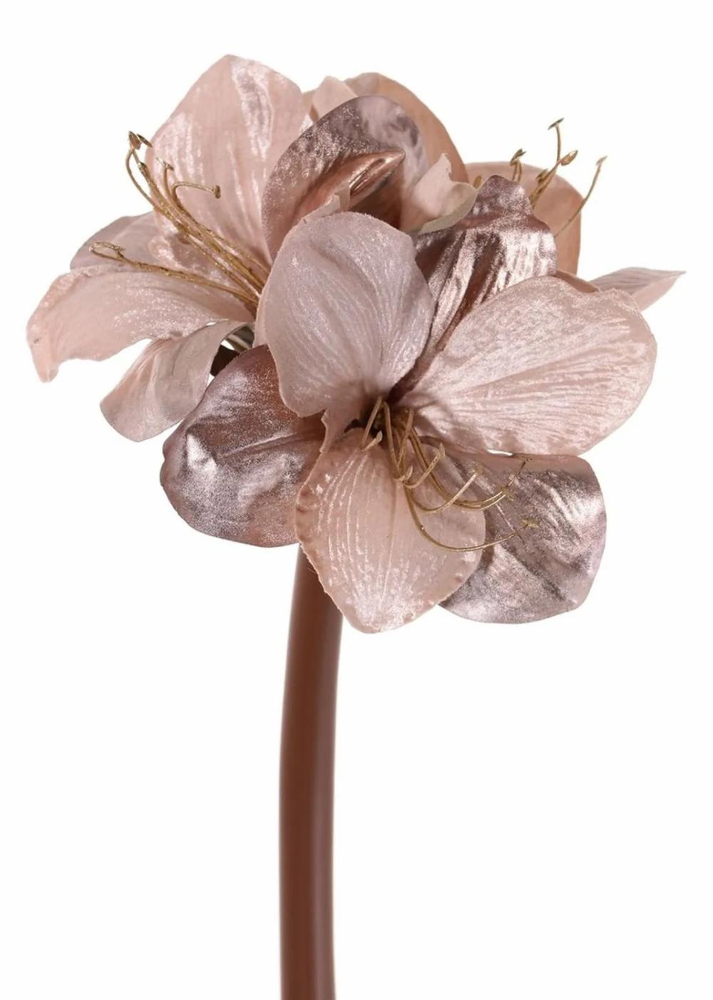 Amaryllis | Velvet Amaryllis Kirsty, Beige-Pink, 28"/70Cm, Ø3.5"/9Cm Amaryllis Amaryllis