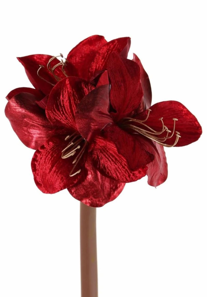 Amaryllis | Velvet Amaryllis Kirsty, Red, 28"/70Cm, Ø3.5"/9Cm Amaryllis Amaryllis