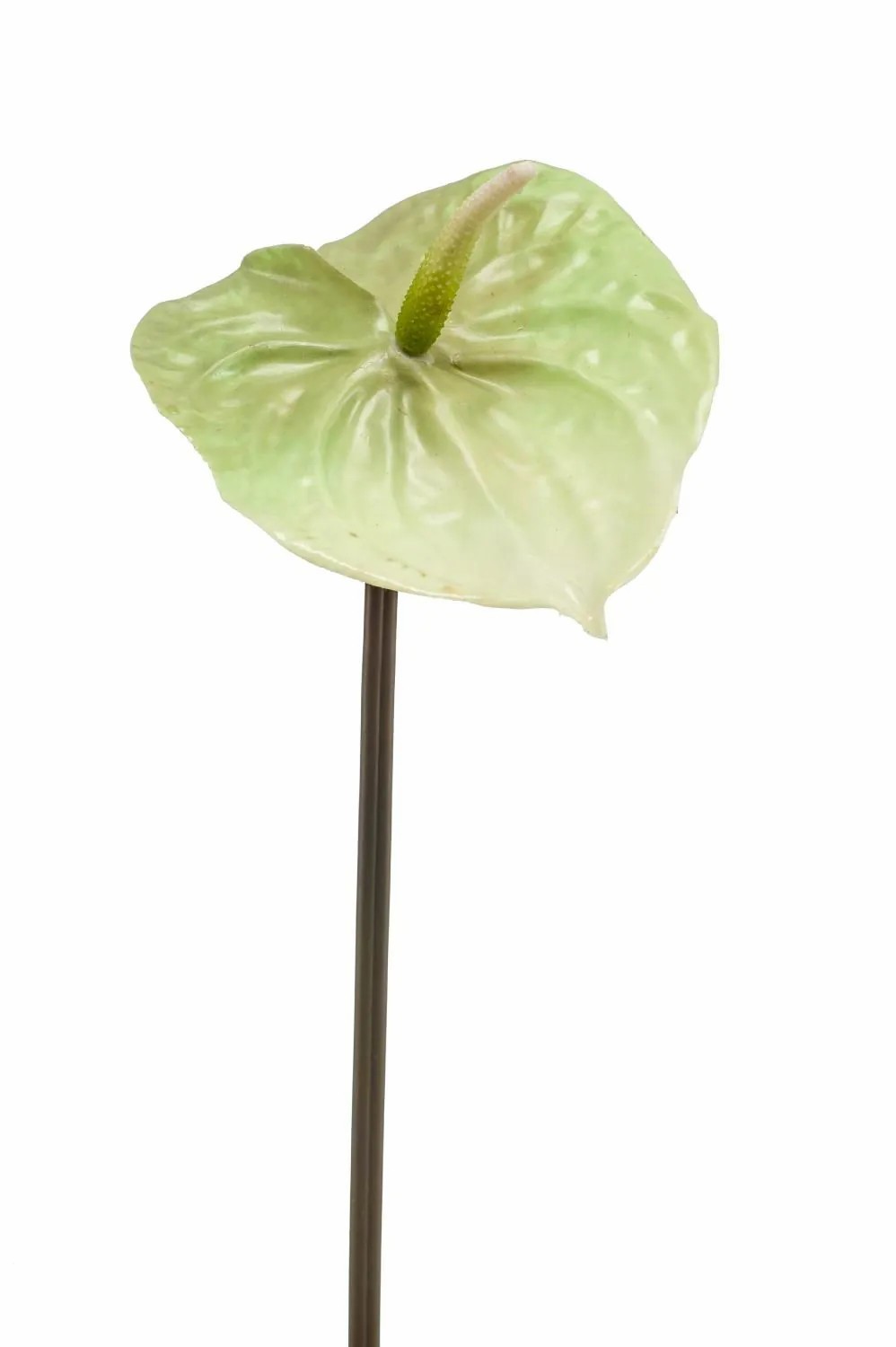 Anthurium | Artificial Laceleaf Yusei, Green-Cream, 26"/65 Cm Anthurium Anthurium