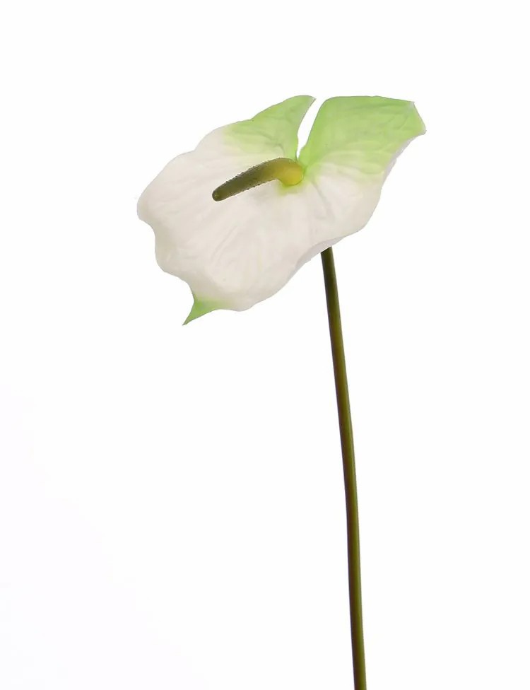 Anthurium | Fake Flamingo Flower Moira, White-Green, 30"/75Cm, 5.1"X8"/13X20Cm Anthurium Anthurium