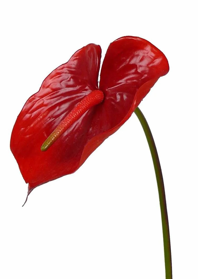 Anthurium | Silk Flamingo Flower Moira, Red, 30"/75Cm, 5.1"X8"/13X20Cm Anthurium Anthurium