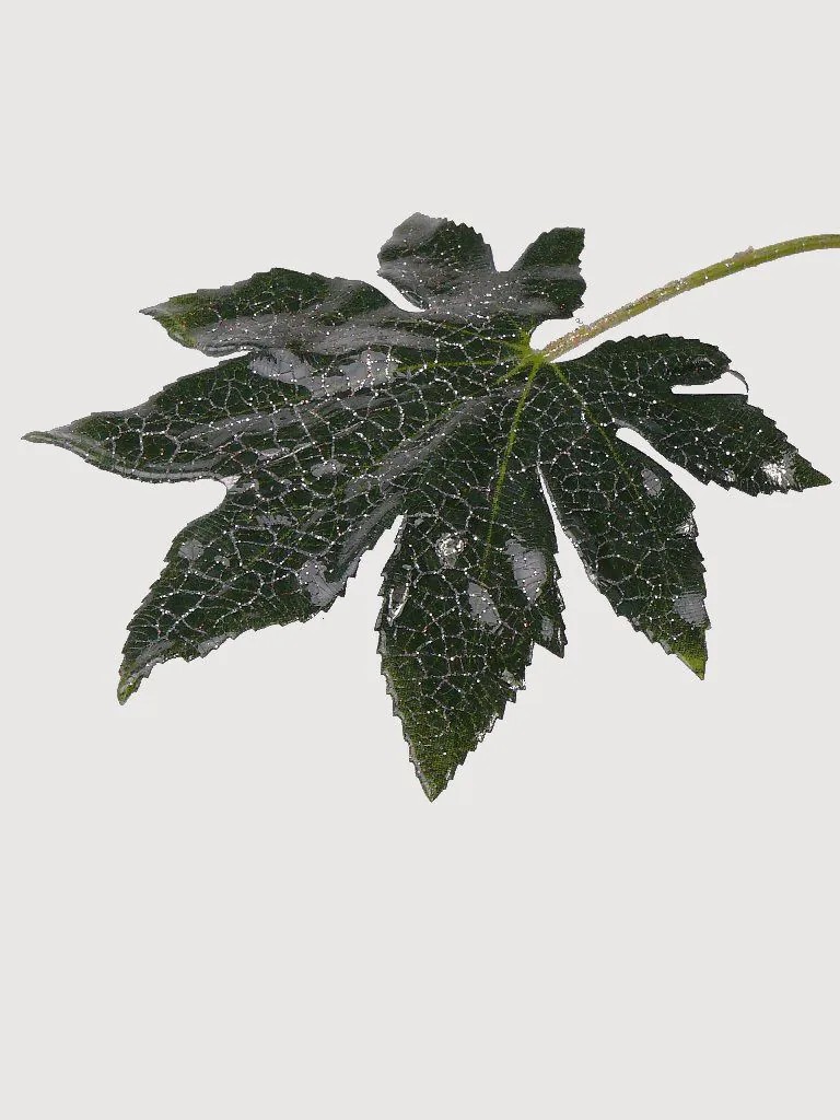 Aralia | Artificial Aralia Leaf Herro, Glitter, Green, 8"/20Cm Aralia Aralia