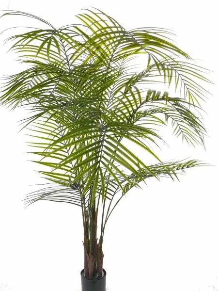 Areca palms | Artificial Areca Palm Melman, Crossdoor, 6Ft/175Cm Areca palms Areca palms