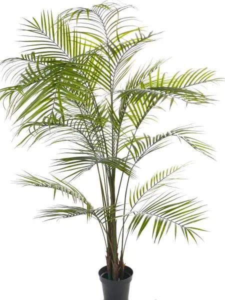 Areca palms | Artificial Areca Palm Melman, Crossdoor, 6Ft/190Cm Areca palms Areca palms