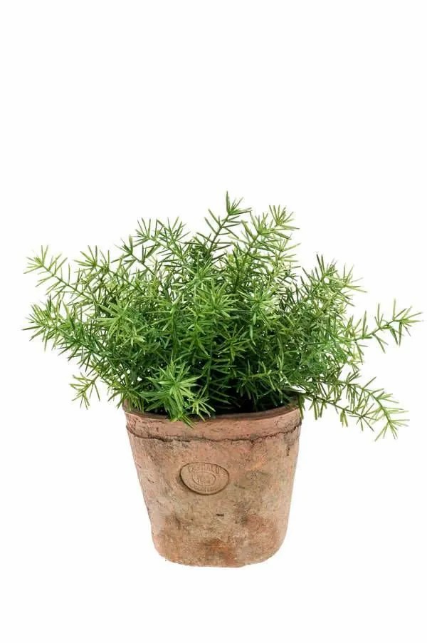 Asparagus plants | Artificial Asparagus Lucano, Terracotta Pot, 8"/20Cm, Ø8"/20Cm Artificial Plants Asparagus plants