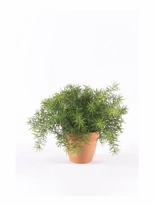 Asparagus plants | Artificial Asparagus Sprengeri Monet In Terracotta Pot, 8"/20Cm Artificial Plants Asparagus plants