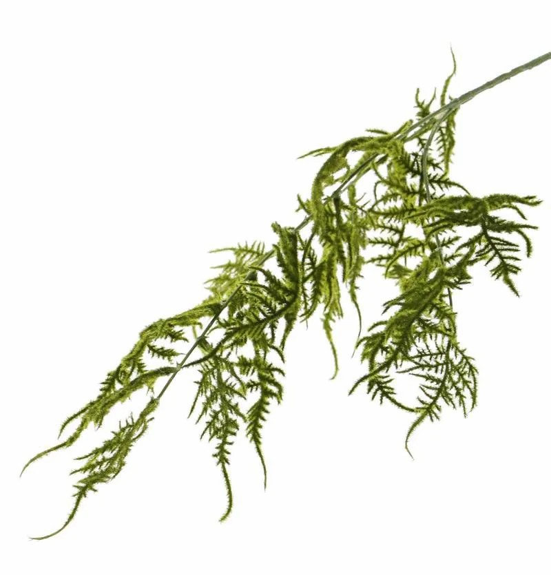 Asparagus plants | Fake Asparagus Plumosus Branch Christian, Green, 33"/85Cm Artificial Plants Asparagus plants