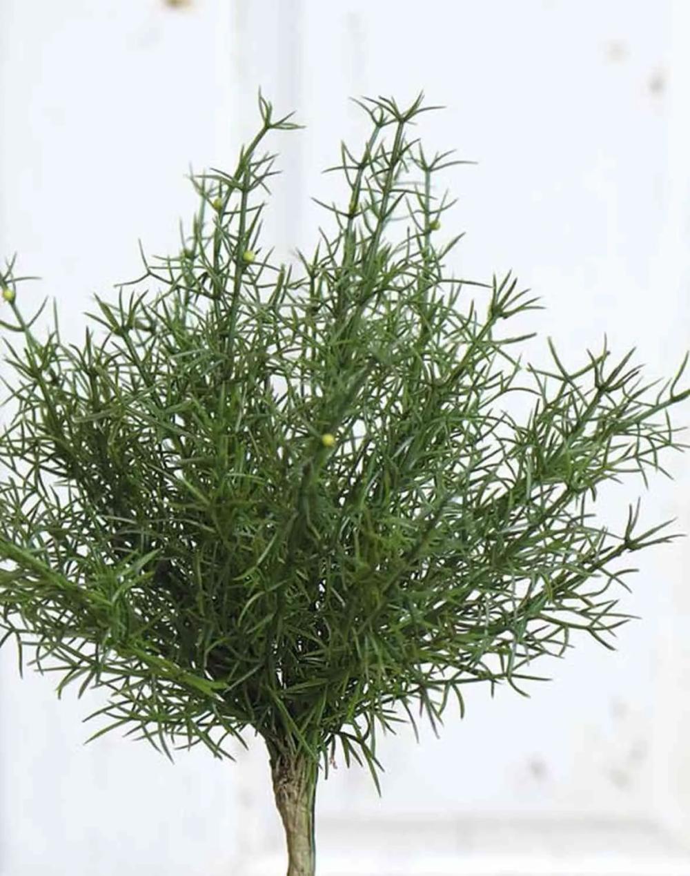 Asparagus plants | Plastic Asparagus Sprengeri Frederick, Spike, 10"/25Cm Artificial Plants Asparagus plants