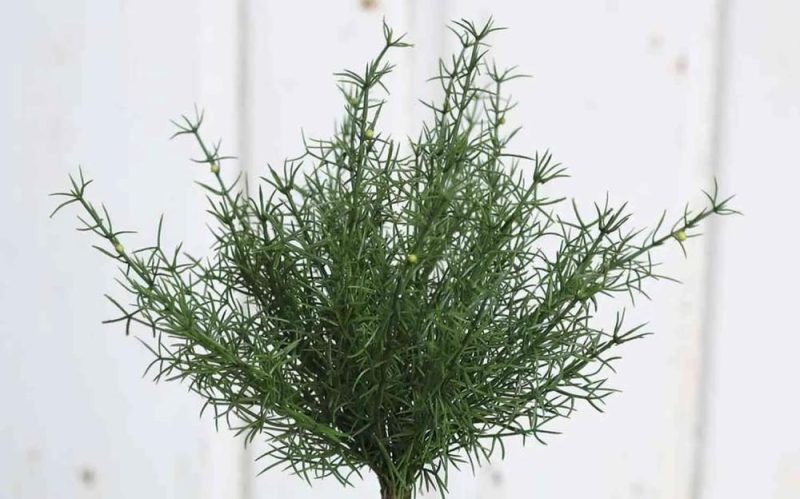 Asparagus plants | Plastic Asparagus Sprengeri Frederick, Spike, 10"/25Cm Artificial Plants Asparagus plants