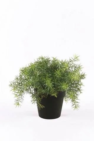 Asparagus plants | Plastic Asparagus Sprengeri Yanis, 6"/15Cm Artificial Plants Asparagus plants