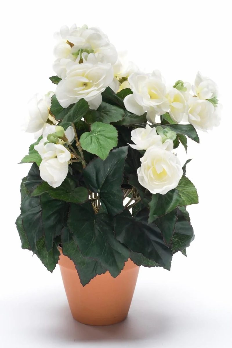 Begonia | Artificial Begonia Catinka In Terracotta Pot, Cream, 12"/30Cm Artificial Flowers Begonia