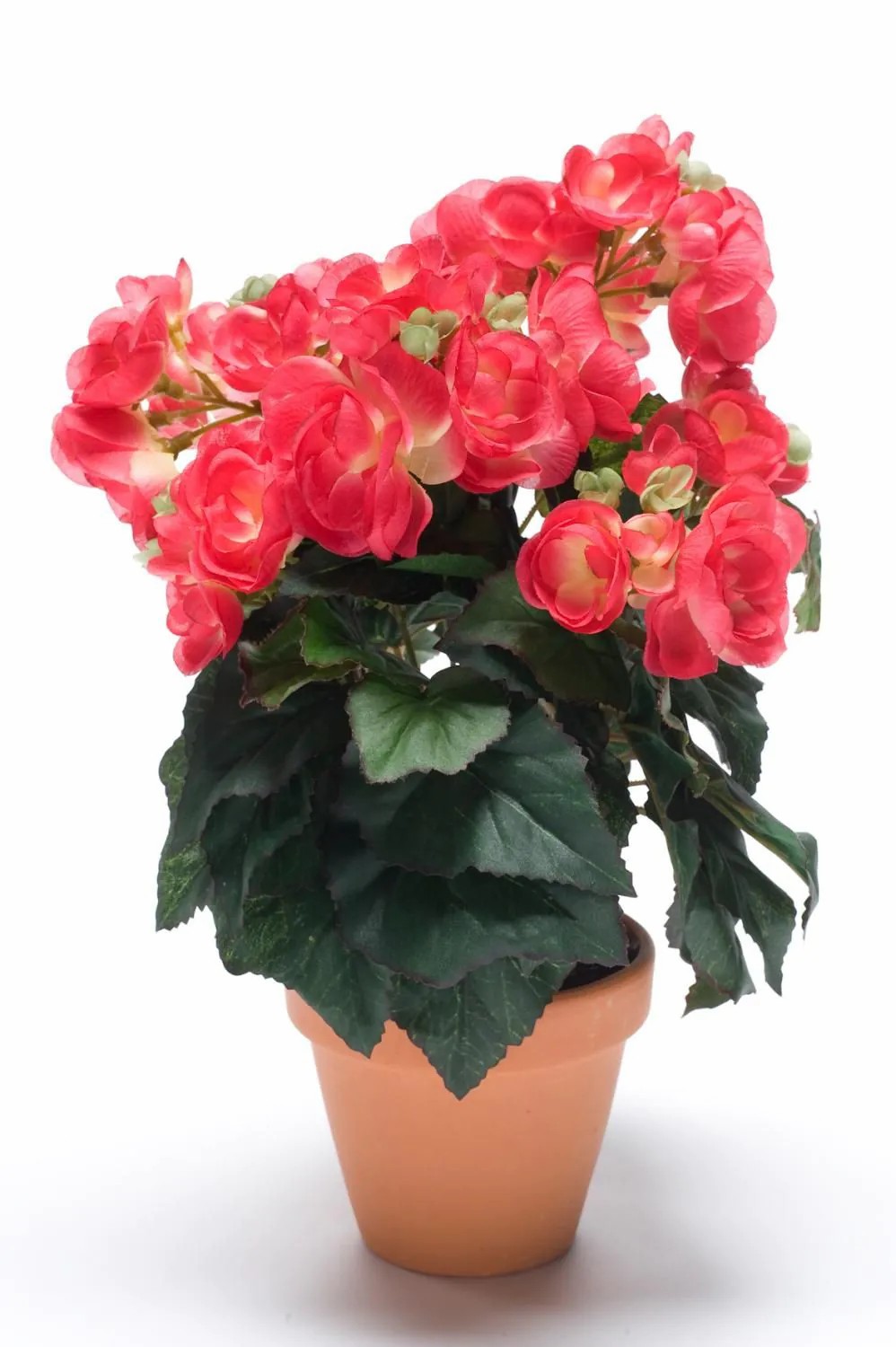 Begonia | Artificial Begonia Catinka In Terracotta Pot, Fuchsia, 12"/30Cm Artificial Flowers Begonia