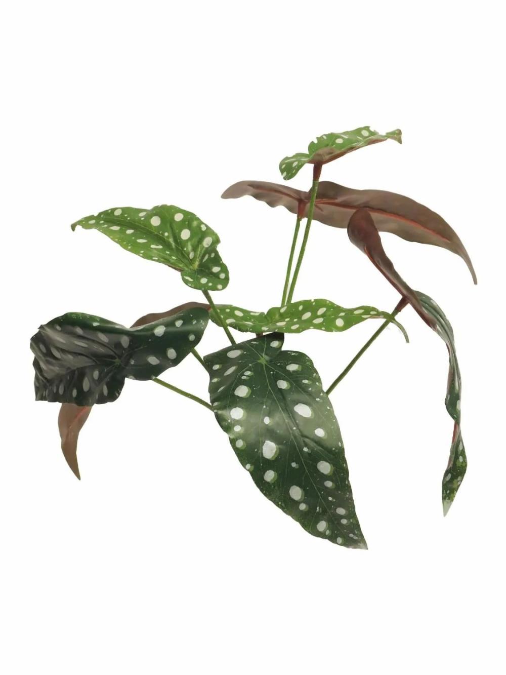 Begonia rex | Artificial Begonia Plant Niling, On Spike, Green-White, 14"/35Cm Artificial Plants Begonia rex