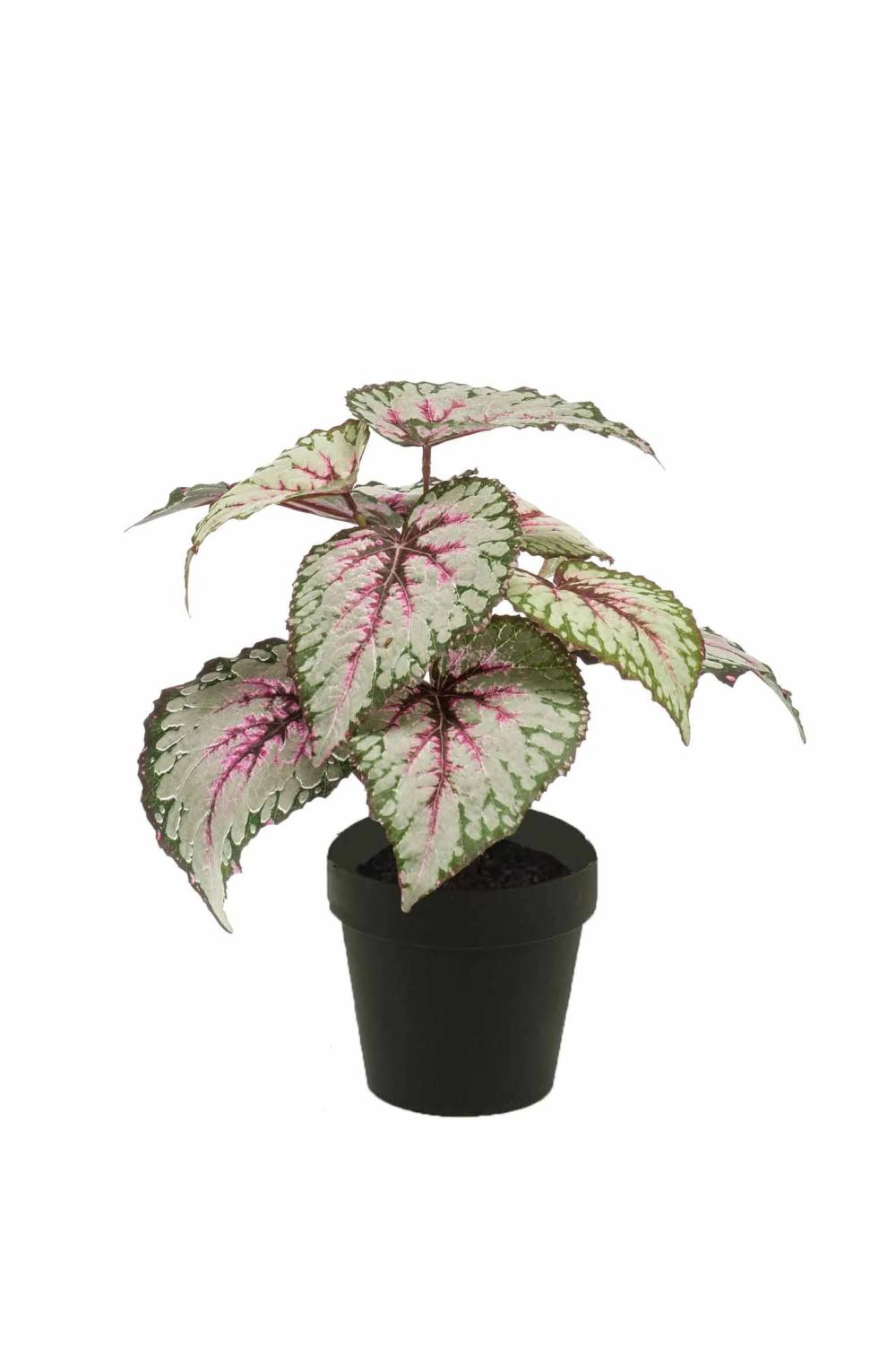 Begonia rex | Artificial Begonia Rex Meira, Green-Light Pink, 10"/25Cm Artificial Plants Begonia rex