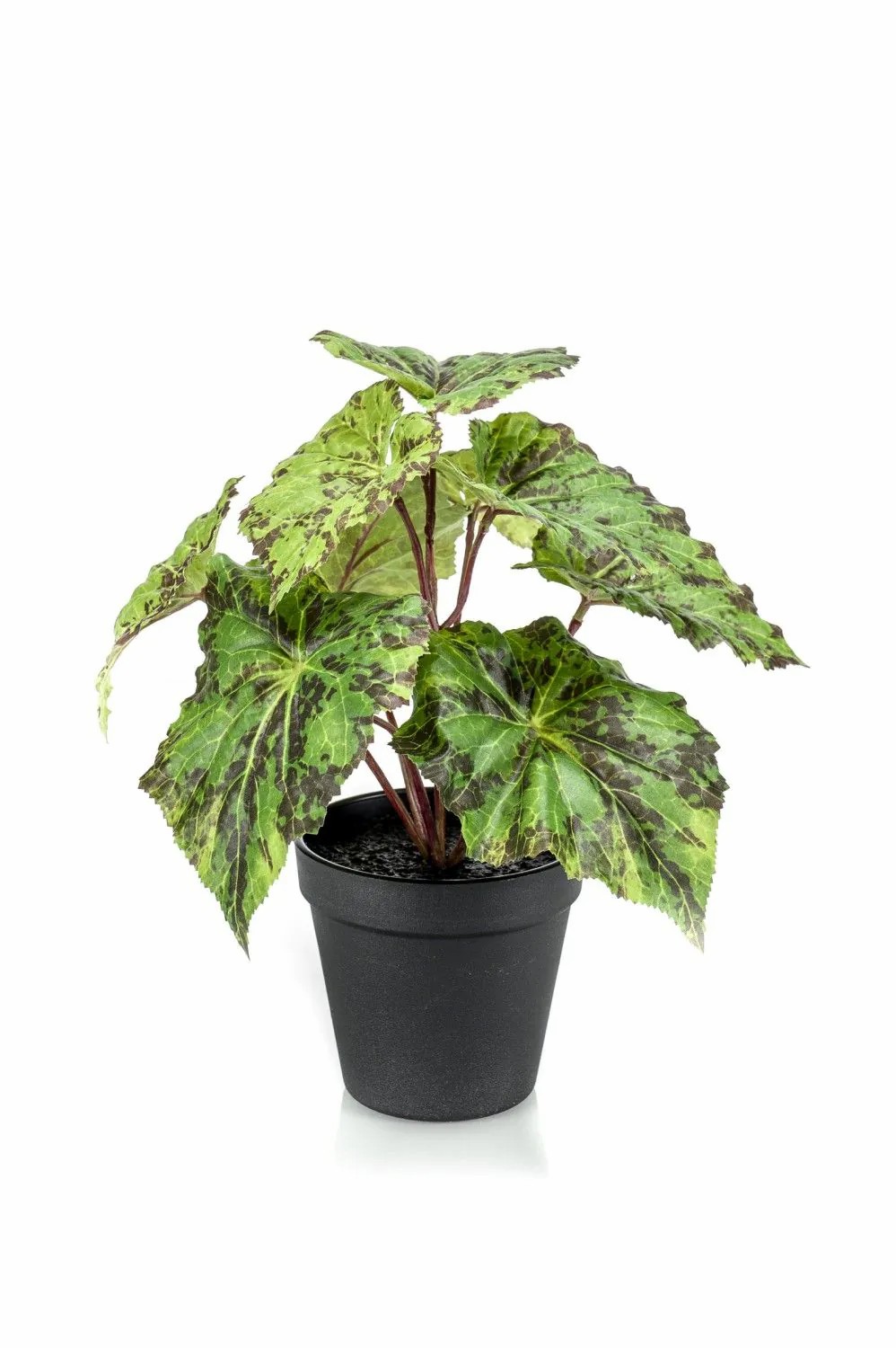 Begonia rex | Artificial Painted-Leaf Begonia Meira, Green-Black, 10"/25Cm Artificial Plants Begonia rex