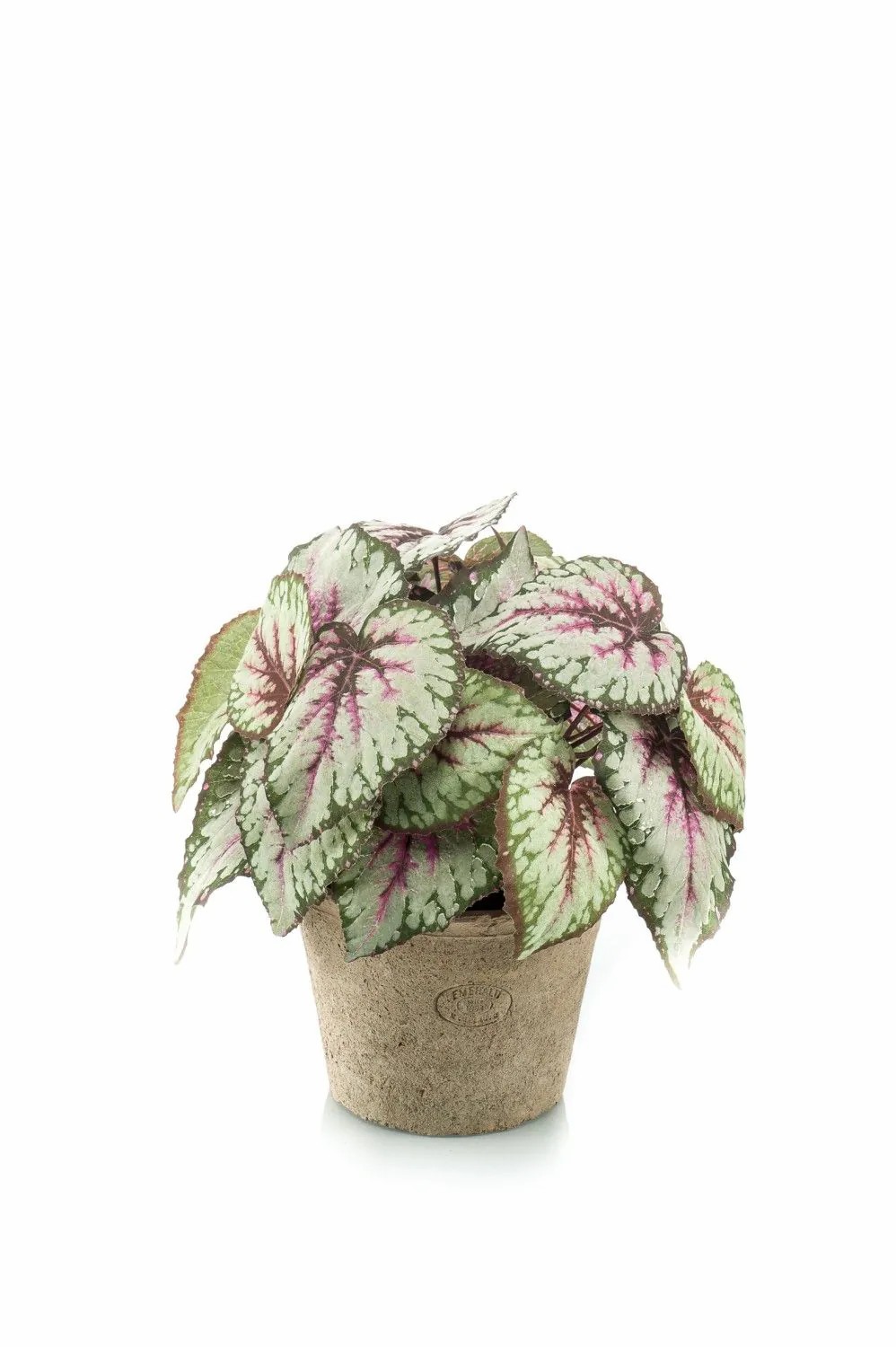 Begonia rex | Artificial Painted-Leaf Begonia Meira In Terracotta Pot, Bushy, Green-Light Pink, 10"/25Cm Artificial Plants Begonia rex