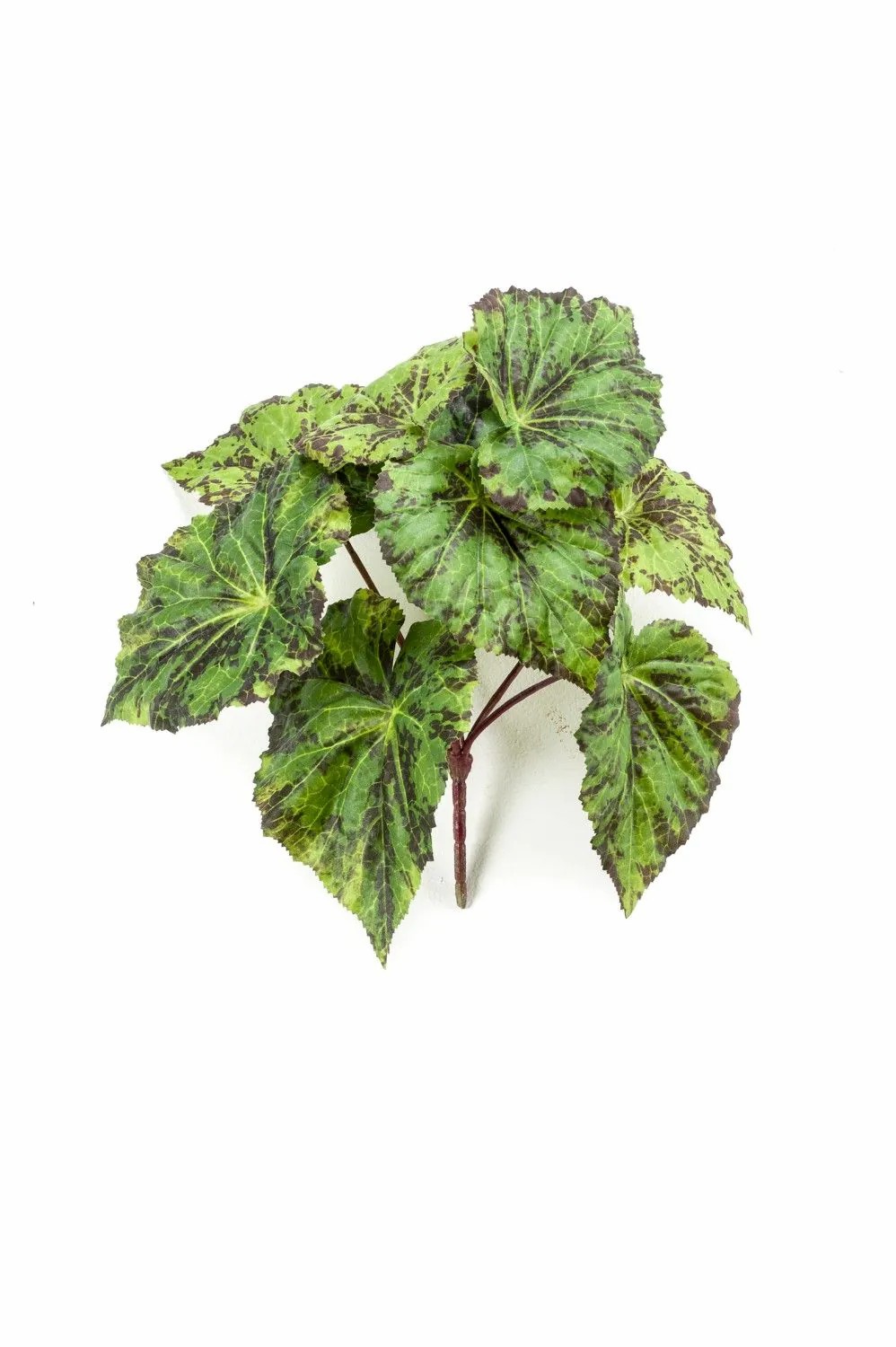 Begonia rex | Artificial Painted-Leaf Begonia Meira On Spike, Green-Black, 10"/25Cm Artificial Plants Begonia rex