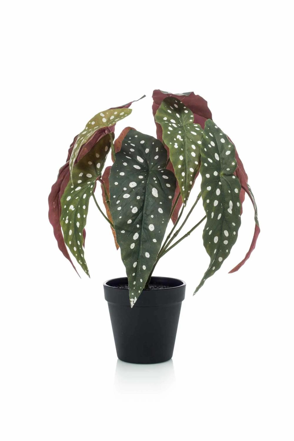 Begonia rex | Artificial Polka Dot Begonia Eliseia, Green-White, 12"/30Cm Artificial Plants Begonia rex