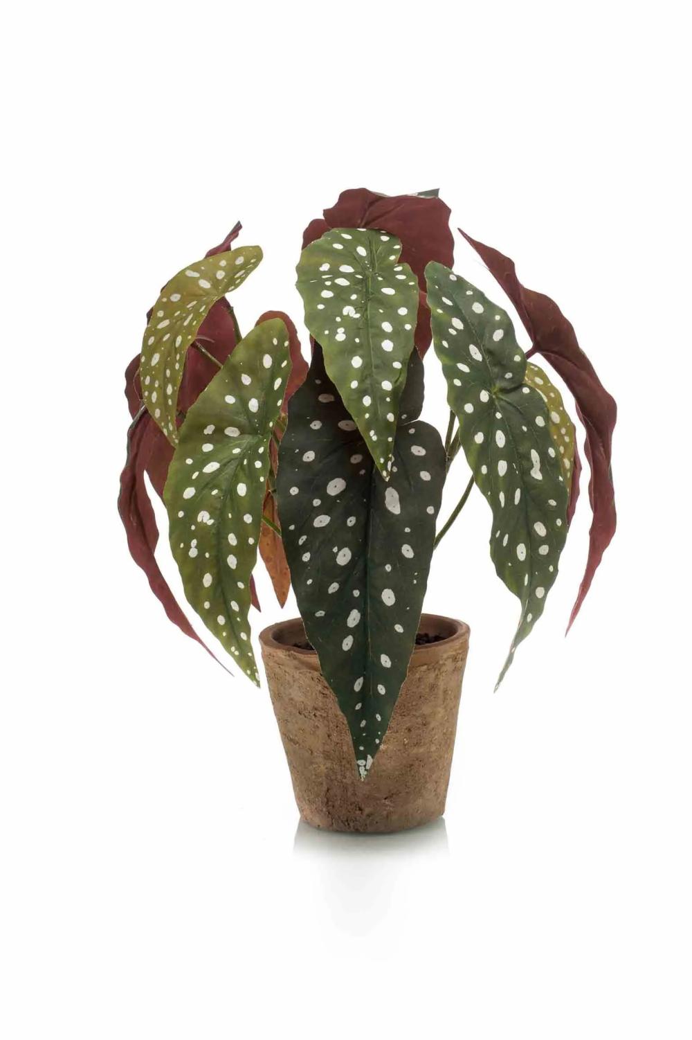 Begonia rex | Artificial Polka Dot Begonia Eliseia, Terracotta Pot, Green-White, 12"/30Cm Artificial Plants Begonia rex