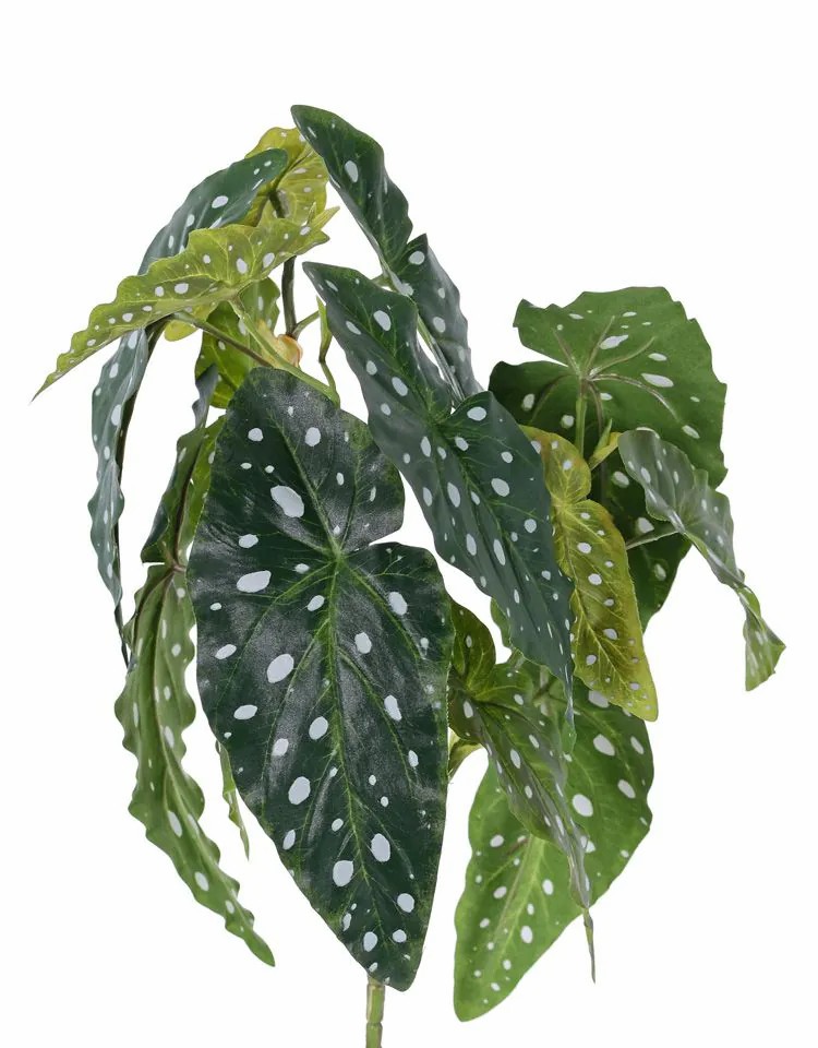 Begonia rex | Artificial Polka Dot Begonia Hanse On Spike, Green-White, 16"/40Cm Artificial Plants Begonia rex