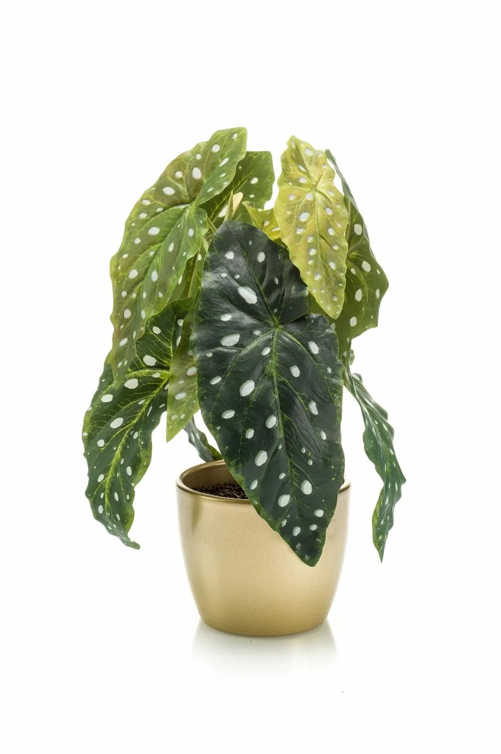 Begonia rex | Artificial Polka Dot Begonia Joelle, Golden Ceramic Pot, Green-White, 12"/30Cm Artificial Plants Begonia rex