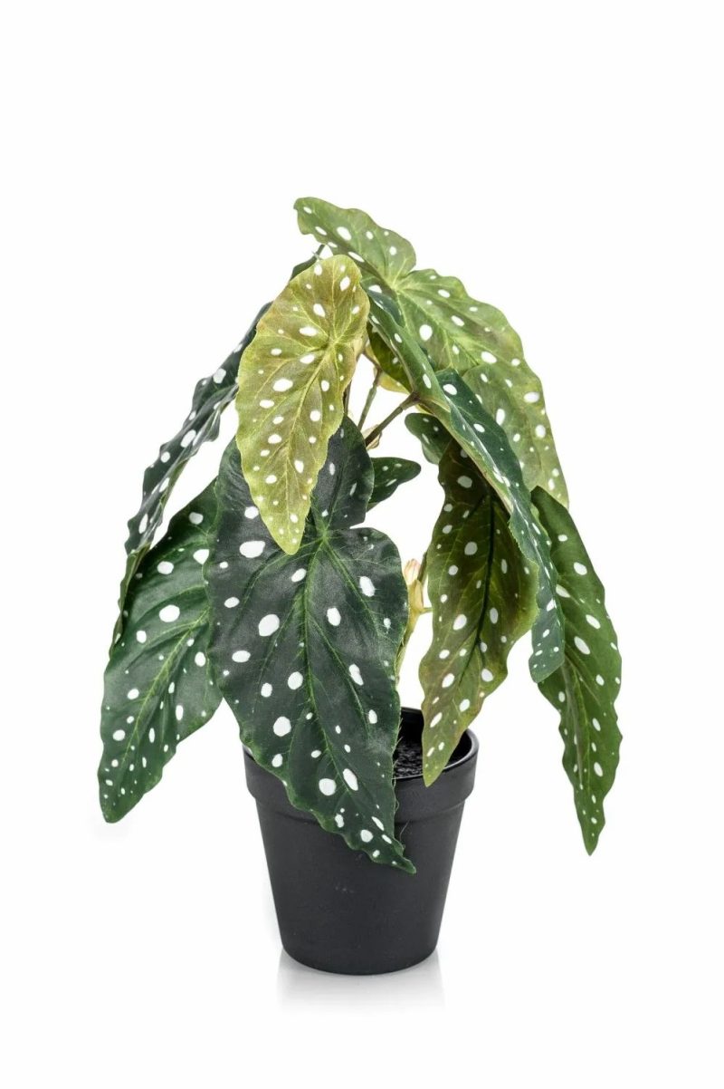 Begonia rex | Artificial Trout Begonia Joelle, Green-White, 12"/30Cm Artificial Plants Begonia rex